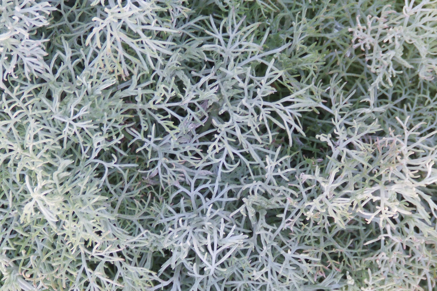 Sea Foam Sage
